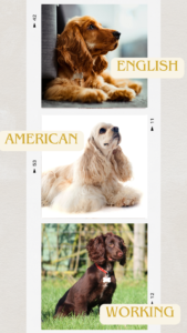 Image showing an English Cocker Spaniel, an American Cocker Spaniel and a Working Cocker Spaniel.