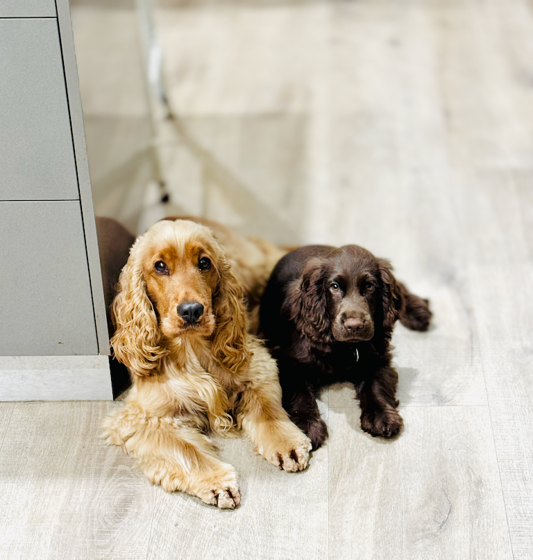 Two Cocker Spaniels lying on their stomachs together looking up at the camera. One is an adult golden cocker spaniel and one is a puppy liver cocker spaniel.