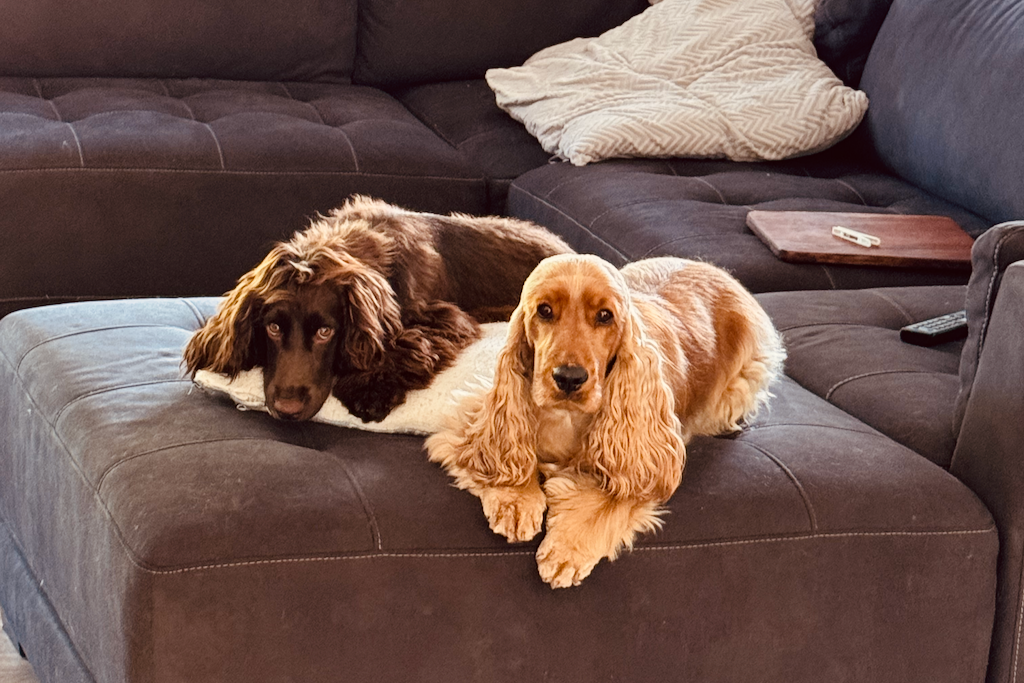Two cocker spaniels, one golden and one liver, sitting together on the lounge looking directly at the camera because the owner has reached for the fridge.