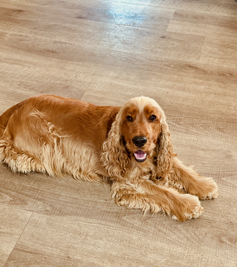 Golden Cocker Spaniel male dog